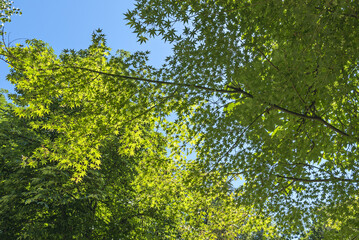 The trunk is the main part of the tree, providing structural support and transporting water and nutrients from the roots to the leaves