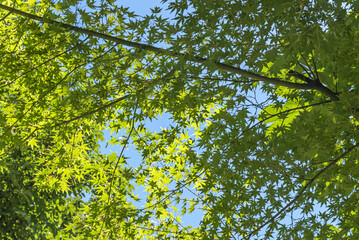 Trees are perennial plants that have a woody trunk and branches extending from it