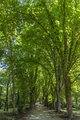 Leaves are essential to the survival of trees, as they allow them to capture sunlight and perform photosynthesis.