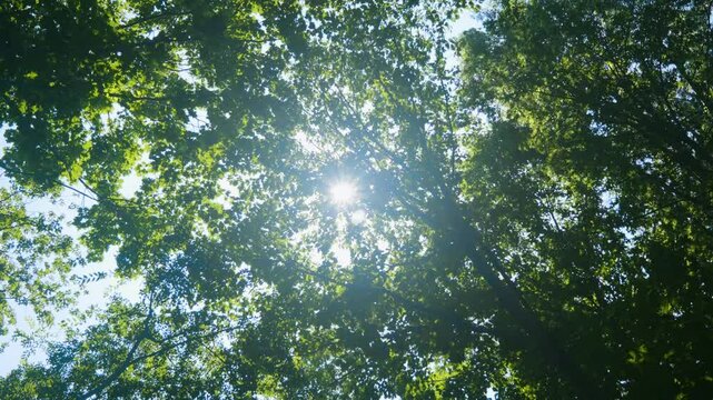 Sunlight shines against the trees in the mountains behind them, and the trees and leaves shake gently in the wind. Blue skies on a clear day