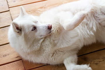 Siberian Husky dog ​​lying on a wooden floor. White dog, close-up