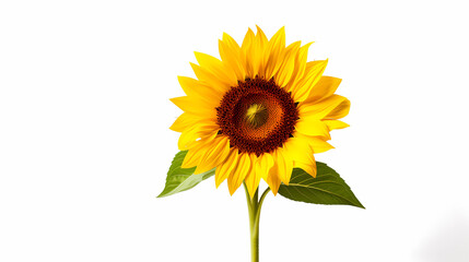 Obraz premium sunflower isolated on white background