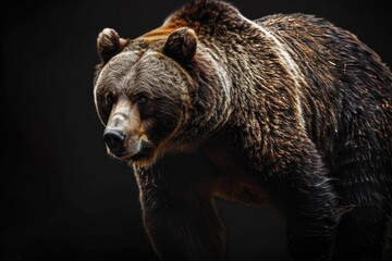 Obraz premium A large brown bear stands in the dark