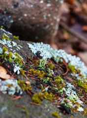 Green moss and lichen growing in the autumn forest after the rain