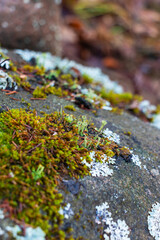 Green moss and lichen growing in the autumn forest after the rain