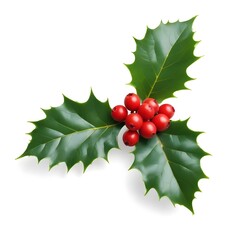 A sprig of holly with green leaves and red berries against a white background with copy space