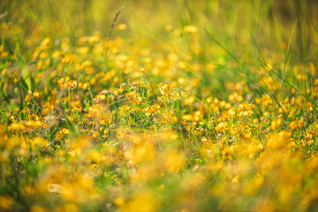 Obraz premium Natural floral background. Beautiful field of yellow wildflowers