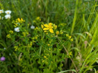 Flowers of St John's Wort (Hypericum)