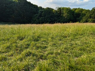 A view over a grassy meadow with trees, on a cloudy day