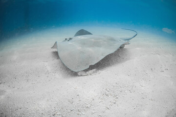 Sting ray fish swims in blue sea. Stingray underwater on sea bottom. © artifirsov