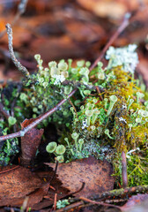 Green moss and lichen growing in the autumn forest after the rain