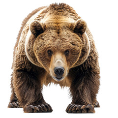 Obraz premium brown bear portrait isolated.png