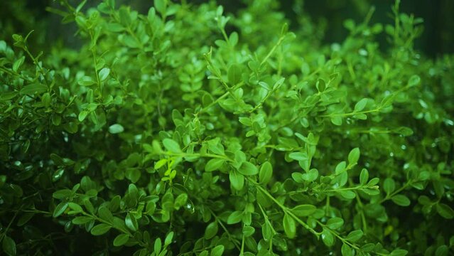 The view of the park's boxwood the day after the rain. The leaves are even more glowing after being soaked in water. The feeling of a clear green. panning shot