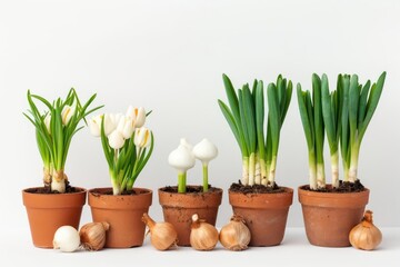 A collection of bulbs ready for planting, set against a white background