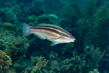 Parrotfish swimming among corals on a reef in the Caribbean Sea