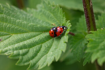 two mating ladybugs on a nettle leaf