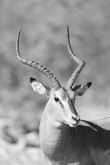 portrait image of a male impala antelope