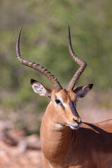 portrait image of a male impala antelope