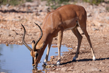 a male impala antelope drinks from a waterhole in Namibia