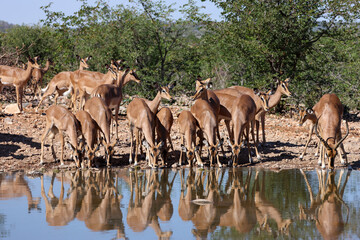 a herd of impala antelopes drink from a waterhole in Etosha Nationalpark, Namibia