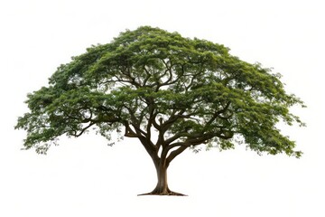 A mahogany tree isolated on a pure white background