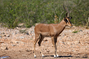 one single male impala antelope in Namibia