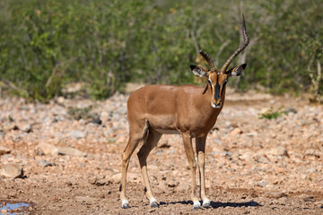 one single male impala antelope in Namibia