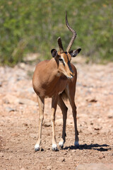 one single male impala antelope with a broken horn