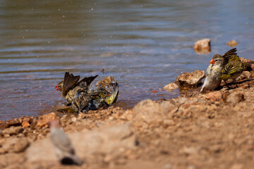 bathing birds in a waterhole