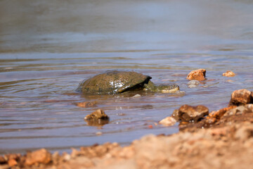 terrapin in a waterhole in Namibia