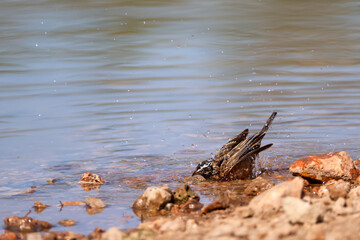 a cinammon bellied bunting bathes in a waterhole in Namibia