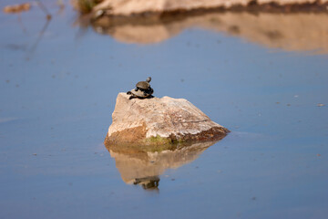 terrapin in a waterhole in Namibia