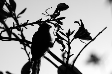 silhouette of mousebirds on a tree