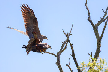 mating red kites