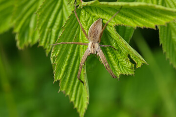 brown garden spider on hunt