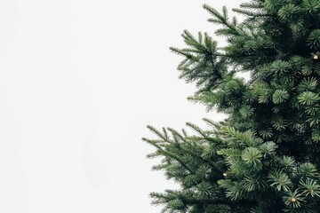 Obraz premium A spruce tree with its dense foliage against a white backdrop