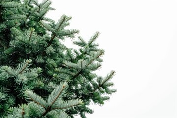 Fototapeta premium A spruce tree with its dense foliage against a white backdrop