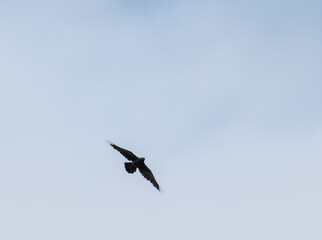 American crow gliding through the sky