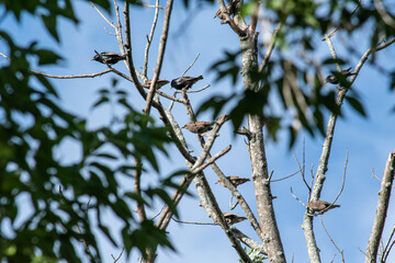 juvenile and adult starlings  perched in a tree