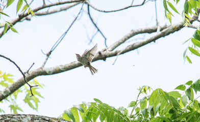 house sparrow launching into the air