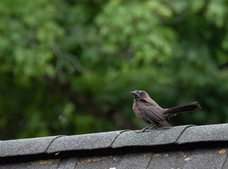 juvenile grackle looking for its parents