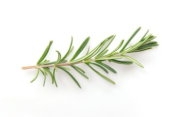 Fototapeta premium Fresh sprig of rosemary placed on a clean white background