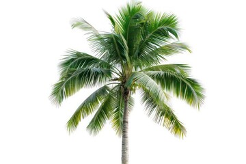 A tropical palm tree isolated on a pure white background