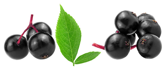 Small branches of fresh black elderberry fruit with green leaves isolated on a white background. Healing berries of Sambucus. European elderberry.
