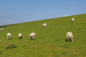 Obraz premium Das Wangerland an der deutschen Nordseeküste