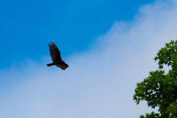 turkey vulture gliding in the sky