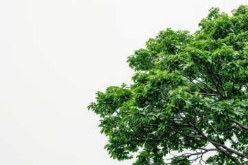 Obraz premium An elm tree with its lush foliage set against a white backdrop