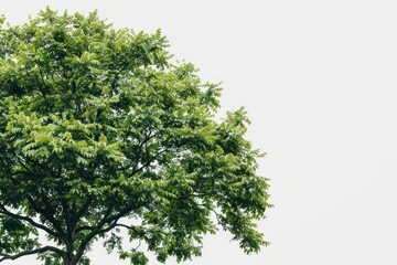 Fototapeta premium An elm tree with its lush foliage set against a white backdrop