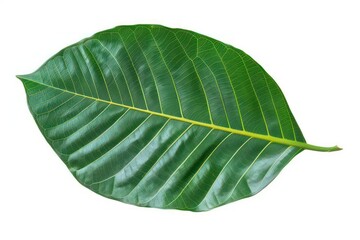 The broad, glossy leaves of a mango tree isolated on a white background