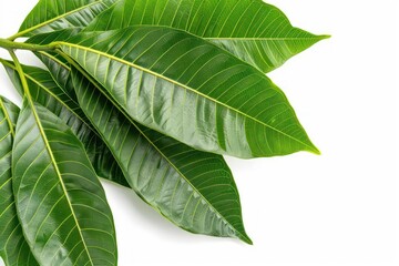 The broad, glossy leaves of a mango tree isolated on a white background